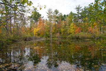 A forest landscape in the fall season