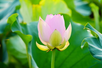 Obraz premium Beautiful pink waterlily or lotus flower