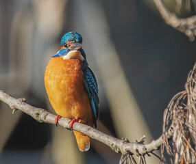 Eisvogel im Sonnenschein