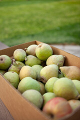 a box full of freshly picked green pears 