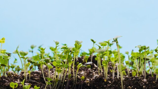 Timelapse of microgreens grwing over a ten day period