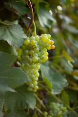 Fototapeta premium bunches of green grapes growing on a grapevine