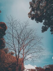 cielo 
