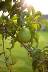 plump green pear growing on the branch of a pear tree