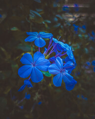 flores azules 