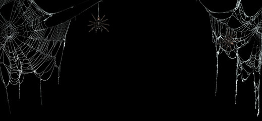 Real creepy spider webs on black banner with tarantulas hanging from the webs - obrazy, fototapety, plakaty
