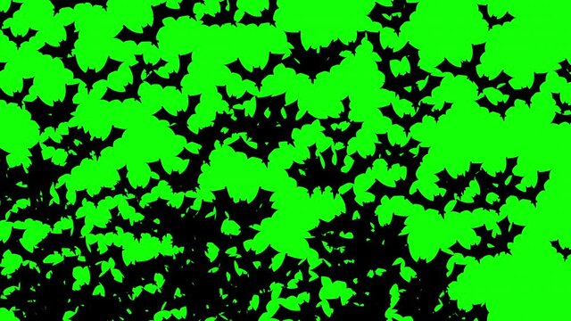 A swarm of Halloween bats flying and filling the green screen. 