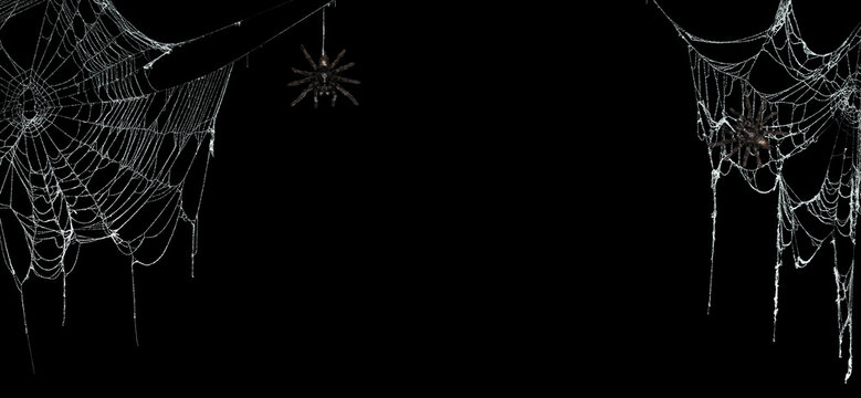 Real Creepy Spider Webs On Black Banner With Tarantulas Hanging From The Webs