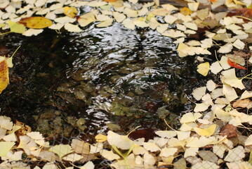 銀杏の葉が浮いた湧き水
