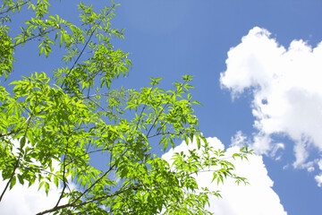 Obraz premium 青空と新緑