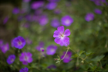 A flower called a blue pillow