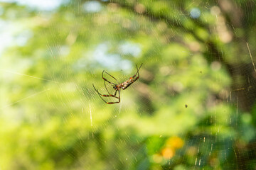 Araña de Seda Dorada