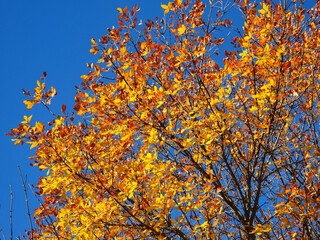 Bright Orange and Yellow Fall Leaves with Bright Blue Sky Background on a Beautiful Autumn Day 