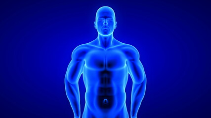 male fitness body - muscle mass building illustration on blue background