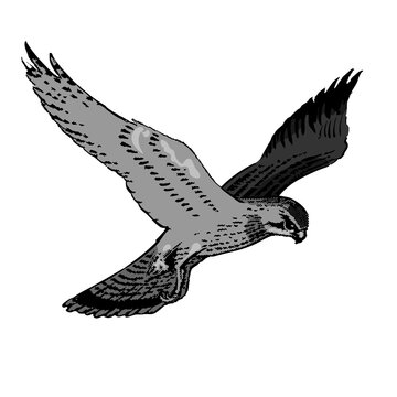 Soaring Hawks clip art preview