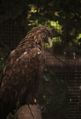 Sitting eagle portrait