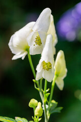 白いトリカブトの花
