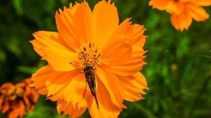 orange flower in the garden