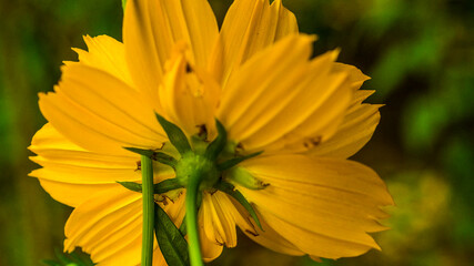 yellow flower in the garden
