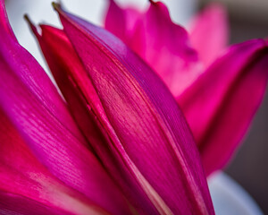 Close up of deep magenta lily buds. High level of detail and texture