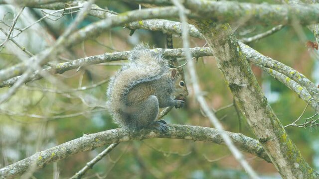 Squirrel Eating Nut in Tree