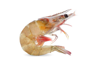 Fresh shrimp isolated on white background