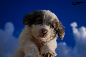 Fotograf&iacute;a de mascotas y animales 