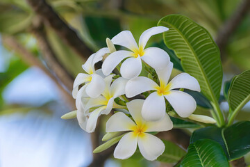 White plumeria flowers, tropical flowers, fragrant, popularly used as decorative and decorative flowers for inspiration of creativity and holidays.