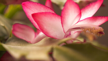 close up of pink flower