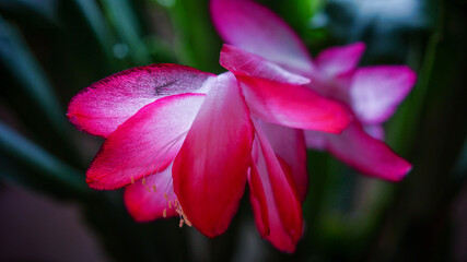 close up of a flower