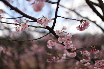 早咲きの桜