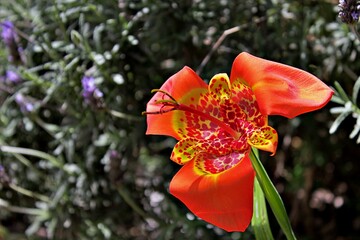 Obraz premium Orquidea Callejera