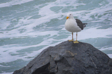 Seagull