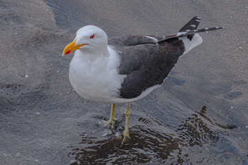 Seagull