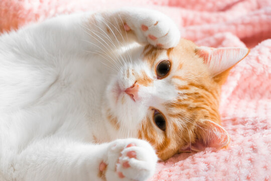 毛布の上で寝転がる茶白猫