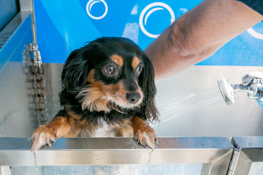 small dog being washed at a public dog wash