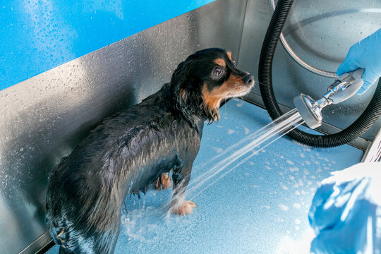 small dog being washed at a public dog wash station
