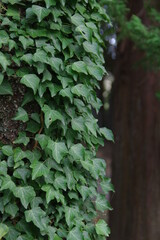 ツタの絡まった樹