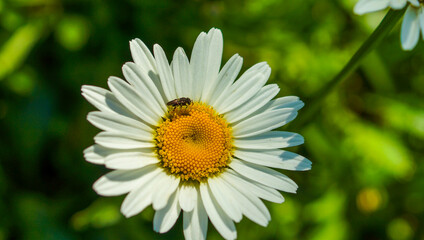 bee on daisy