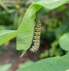 Monarch Caterpillar on milkweed plant