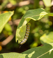Monarch Caterpillar on Milkweed Plant 