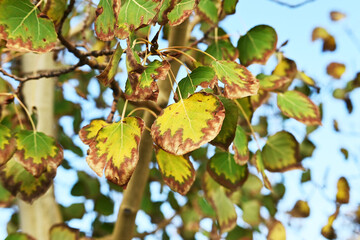 Autumn Leaves on Tree