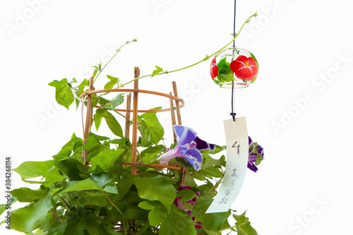 風鈴と朝顔 Poster Posters Wallsheaven Paylessimages