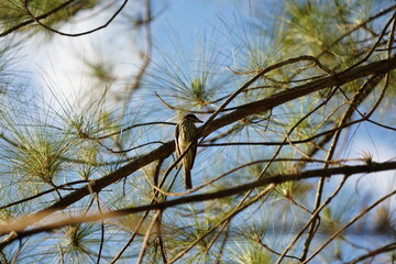 bird on the tree against blue sky