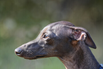 Italian Greyhound portrait looking to the left in the sunlight.