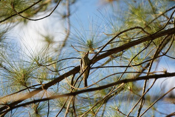 bird on the tree against blue sky