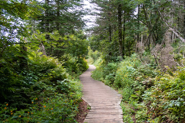 View of a wooden platform surrounded by forest, on Bonaventure island, Canada