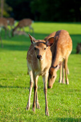 奈良県飛火野の鹿