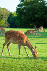 奈良県飛火野の鹿