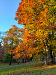 autumn in the park